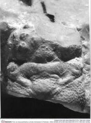Historisches Foto von Abyssophthalmus schultzi (Schweitzer & Feldmann, 2009) (NHMW-AFW-GEO-BACHMAYER-FOTO-1990-0041-0039a)